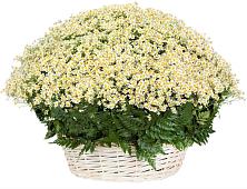 Цветочная композиция из Ромашки в корзине #REPLACE_PRED# Панино